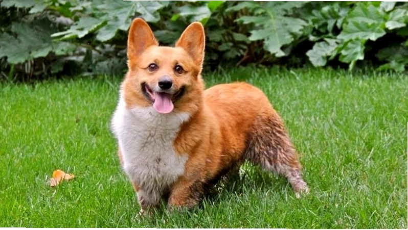 Nguồn gốc lịch sử của chó Pembroke Welsh Corgi