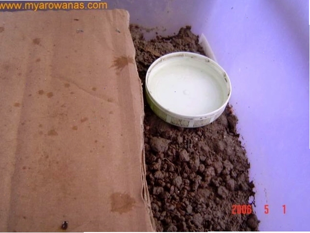 Nguồn nước uống cho rết