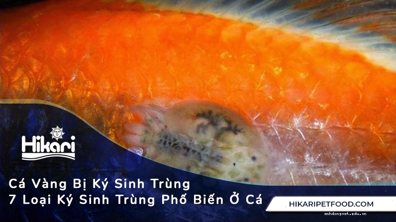 Nhận biết và điều trị ký sinh trùng ở cá vàng