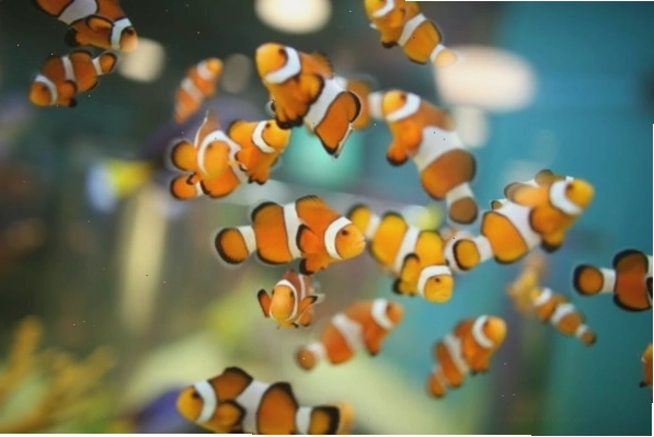Nhân vật Nemo trong phim hoạt hình Đi tìm Nemo
