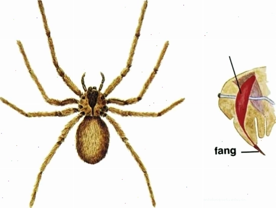 Nhện nâu ẩn dật Loxosceles reclusa với đặc điểm nhận diện trên đầu ngực