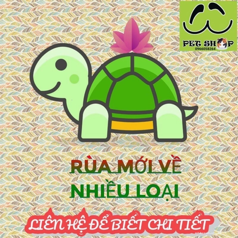 Nhiều loại rùa cảnh khác nhau tại cửa hàng