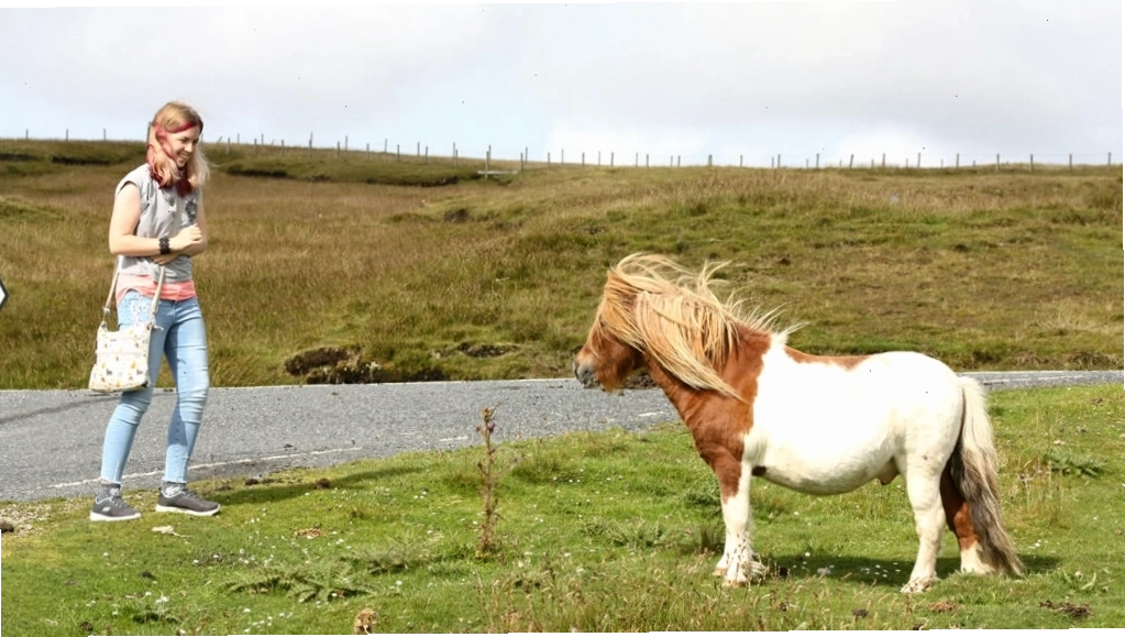 Những chú Shetland Pony chạy tự do trên đồng cỏ xanh mướt