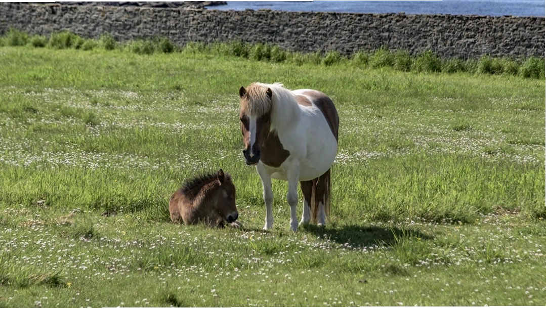 Những chú Shetland Pony đang nghỉ ngơi tại Sumburgh Head