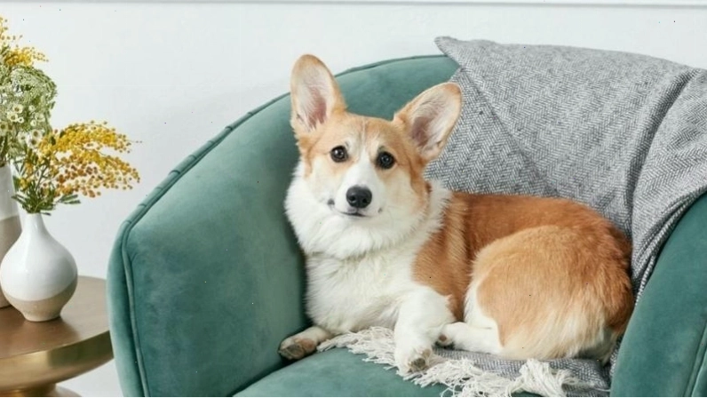 Những lợi ích khi nuôi chó Corgi