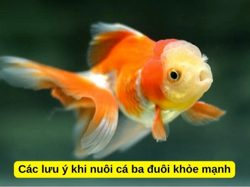Những lưu ý quan trọng để nuôi cá ba đuôi khỏe mạnh
