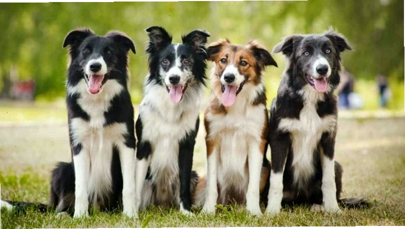 Những lưu ý quan trọng khi mua chó Border Collie