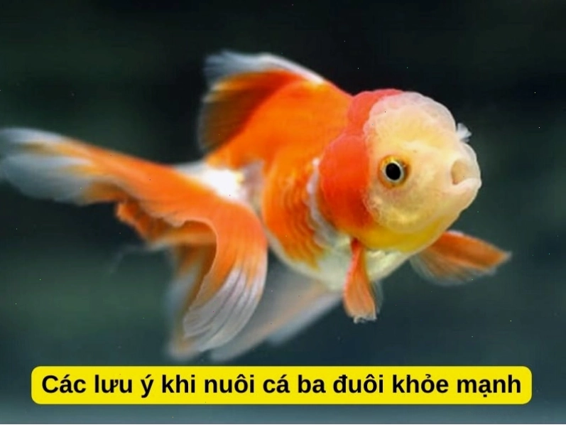 Những lưu ý quan trọng khi nuôi cá vàng 3 đuôi
