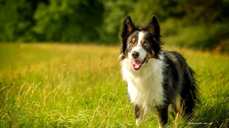 Những lưu ý quan trọng khi quyết định nuôi chó Border Collie