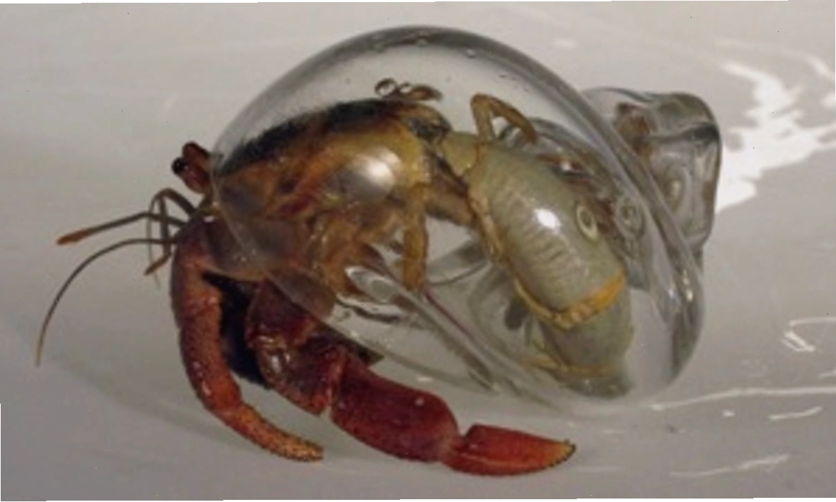 Ốc mượn hồn (hermit crab) với vỏ trong nhân tạo