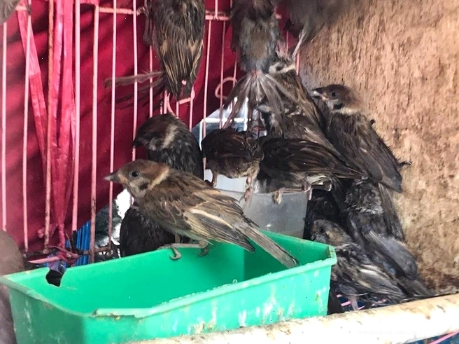 Phòng ngừa rùa bị trắng mai