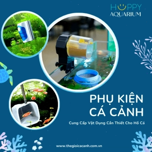 Phụ kiện cá cảnh cần thiết cho bể betta