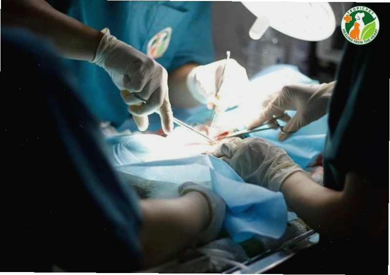 Quy trình triệt sản thú cưng tại phòng khám