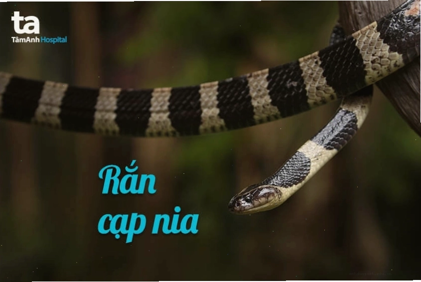 Rắn cạp nia với khoanh màu đen và vàng đặc trưng