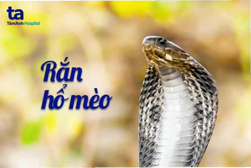 Rắn hổ mèo, loài rắn độc có khoanh màu đen và vàng