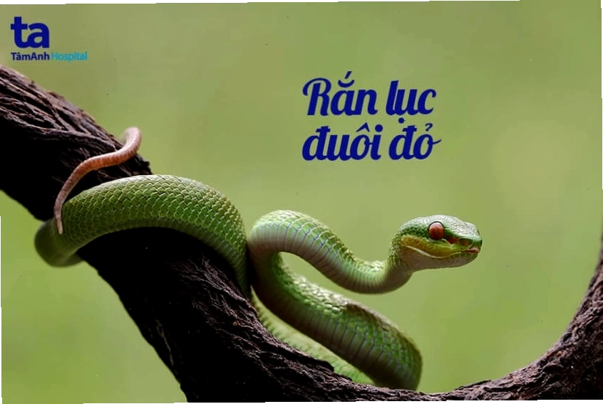 Rắn lục đuôi đỏ, một loài rắn có màu sắc thay đổi và có thể có các mảng vàng