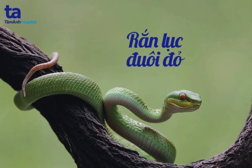 Rắn lục đuôi đỏ với đầu và đuôi có màu đỏ đặc trưng