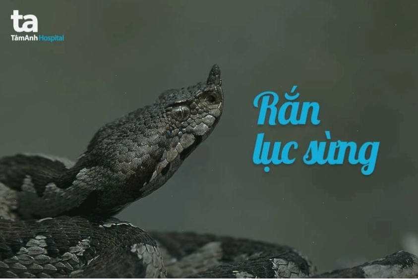 Rắn lục sừng, một loài rắn có màu xanh đặc trưng nhưng đôi khi có biến thể vàng
