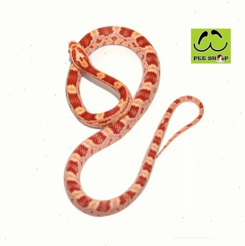 Rắn ngô Corn Snake cái màu Amel