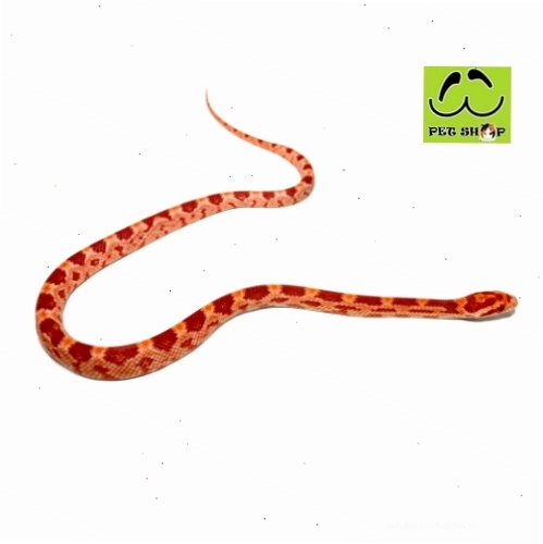 Rắn ngô Corn Snake màu Amel