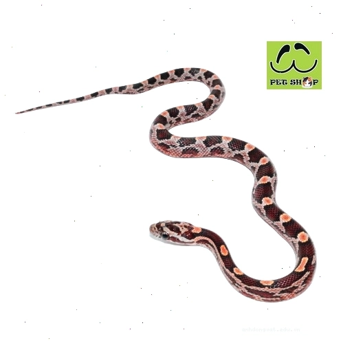 Rắn ngô Corn Snake màu cam với hoa văn Masque đặc trưng