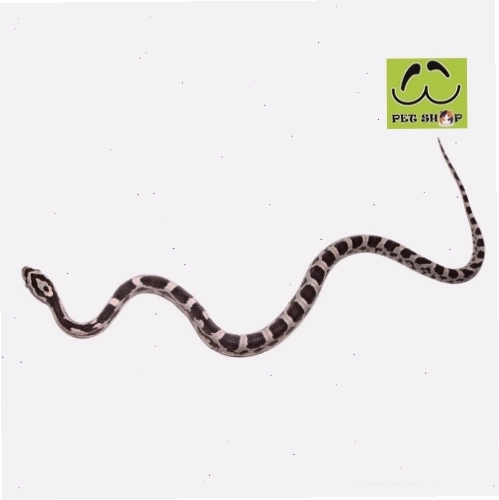 Rắn ngô Corn Snake màu đen hồng quyến rũ, kích thước 20-30cm