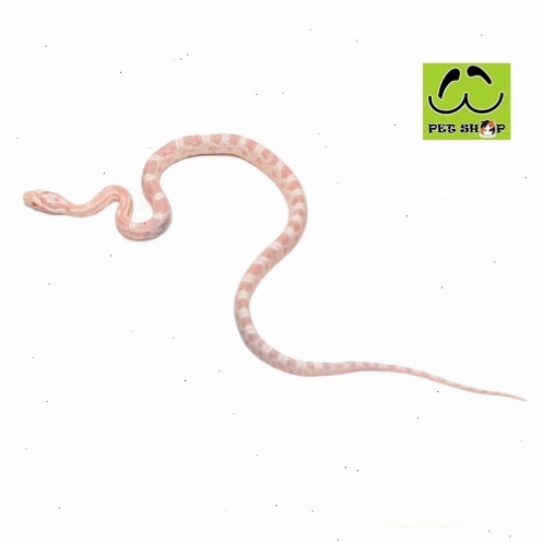 Rắn ngô Corn Snake màu Salmon rực rỡ