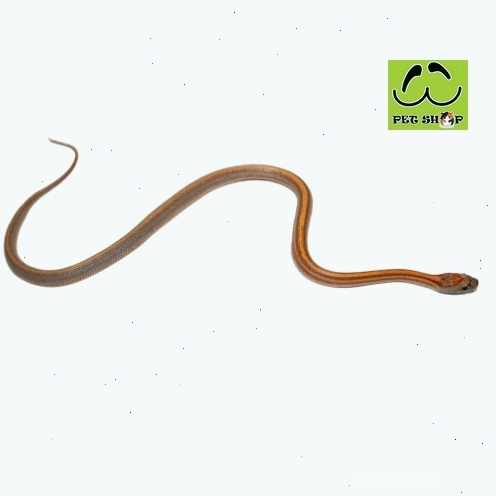 Rắn ngô Corn Snake màu trắng với hoa văn sọc độc đáo