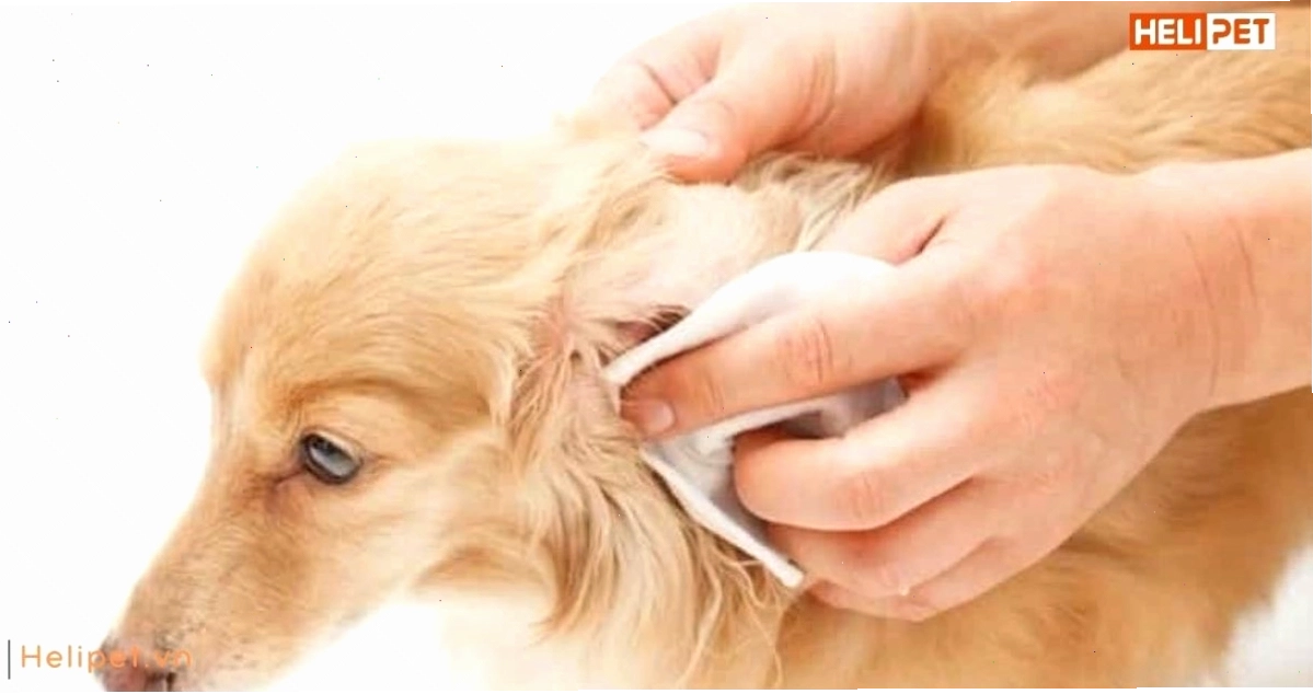 Rận xuất hiện nhiều ở chó có điều kiện vệ sinh kém