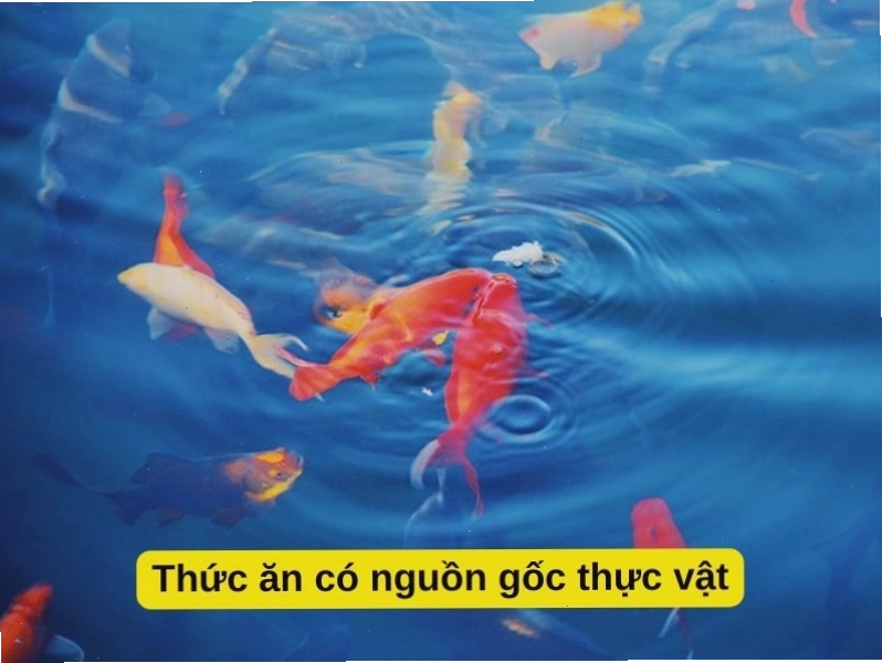 Rau xanh là nguồn cung cấp vitamin và chất xơ cho cá ba đuôi