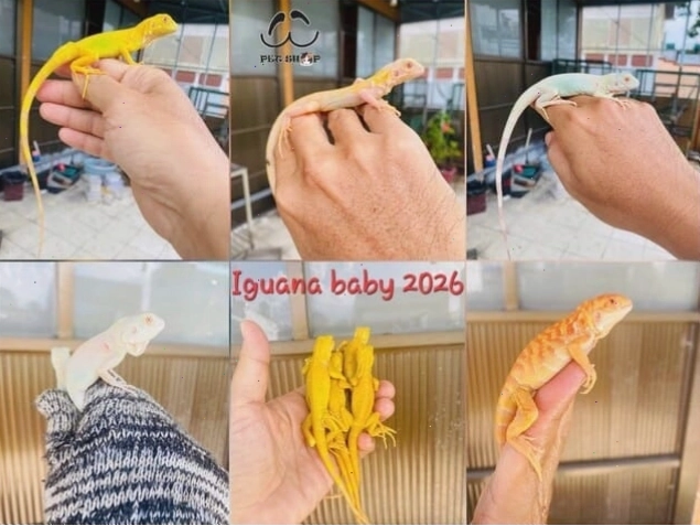 Rồng Nam Mỹ baby có nhiều màu sắc đa dạng