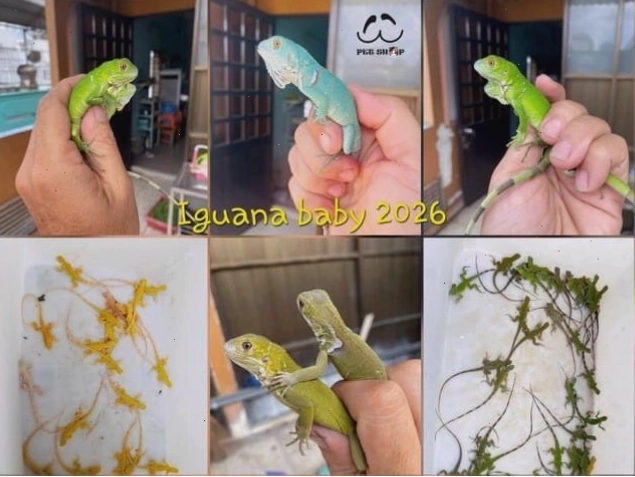 Rồng Nam Mỹ con kích thước nhỏ, sẵn sàng cho việc mua bán