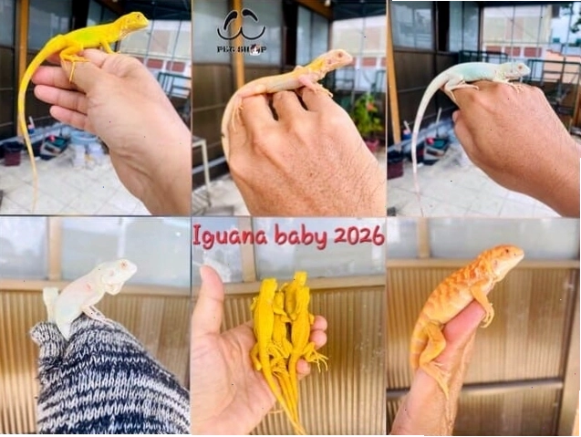 Rồng Nam Mỹ con nhỏ với màu sắc xanh lá đặc trưng