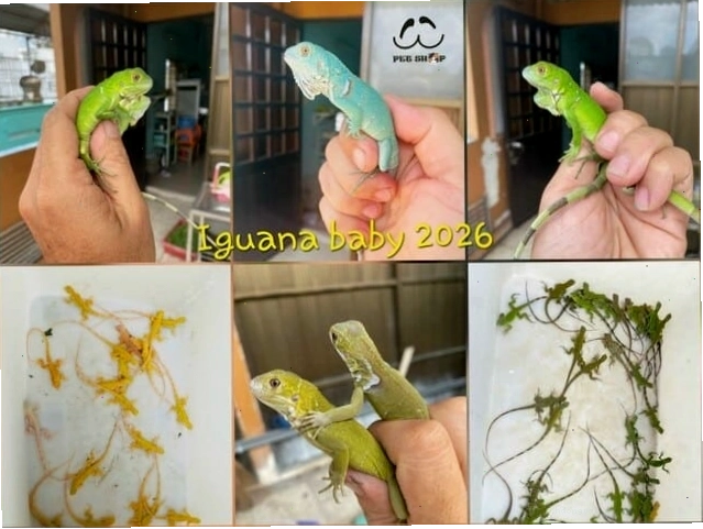 Rồng Nam Mỹ size baby được chăm sóc tốt