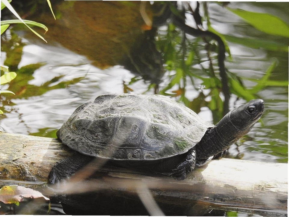 Rùa ao Trung Quốc (Mauremys reevesii) với mai có hoa văn đặc trưng