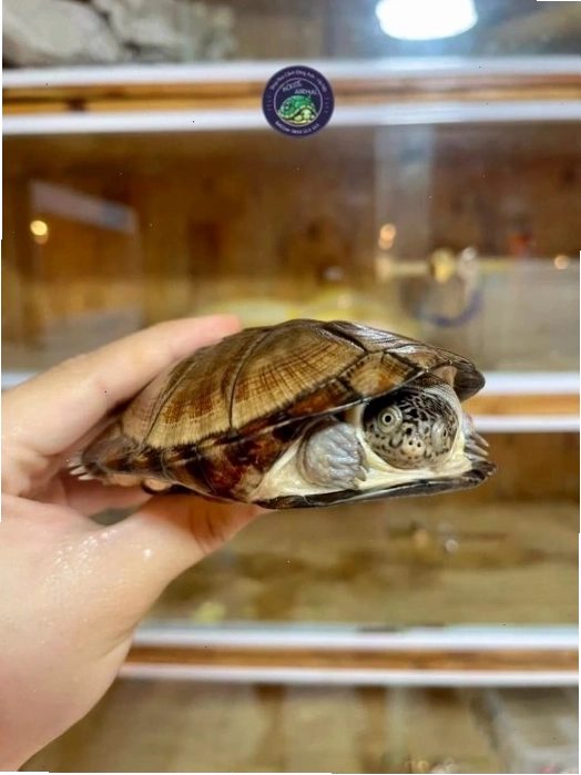 Rùa cảnh tại House Animal với môi trường sống được bài trí khoa học