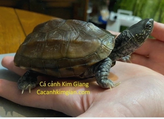 Rùa đá cảnh khỏe mạnh với mai cứng cáp và màu sắc tự nhiên
