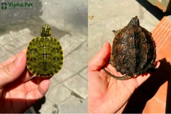 Rùa mai xanh đang ăn thức ăn tươi sống
