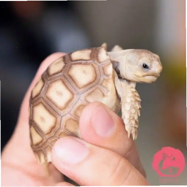 Rùa Sulcata con trong môi trường nuôi nhốt
