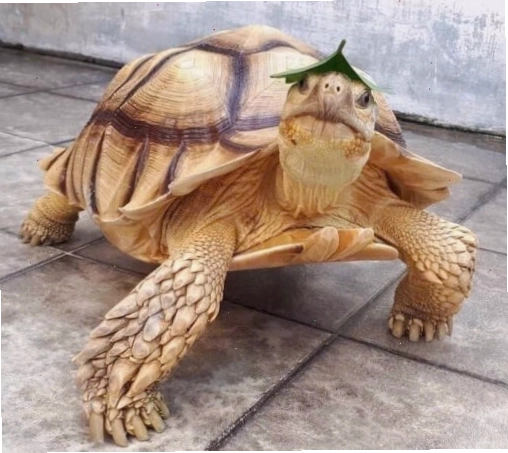Rùa Sulcata lớn trong môi trường tự nhiên