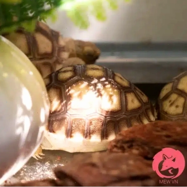 Rùa Sulcata - Rùa Châu Phi với kích thước trung bình