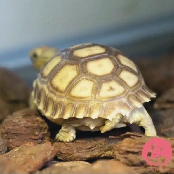 Rùa Sulcata - Rùa Châu Phi với mai cứng cáp