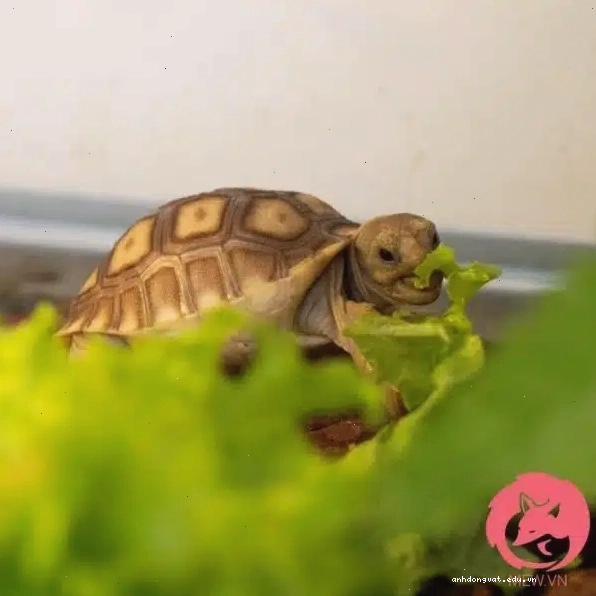 Rùa Sulcata - Rùa Châu Phi với mai nhẵn mịn