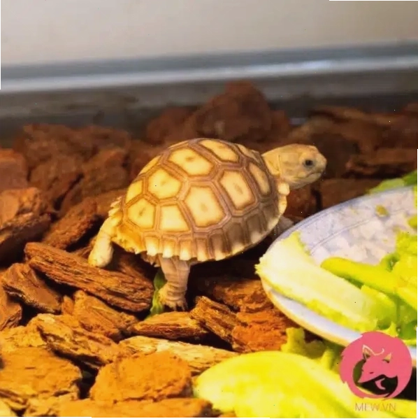 Rùa Sulcata - Rùa Châu Phi với màu sắc tự nhiên