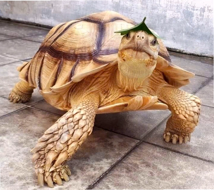 Rùa Sulcata - Rùa Cựa Châu Phi