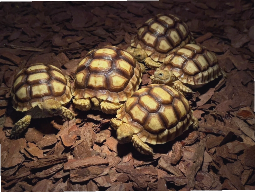 Rùa Sulcata - Rùa Cựa Châu Phi đang nghỉ ngơi