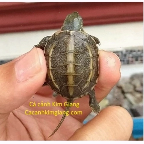 Rùa tai đỏ với màu sắc đặc trưng và kích thước nhỏ gọn