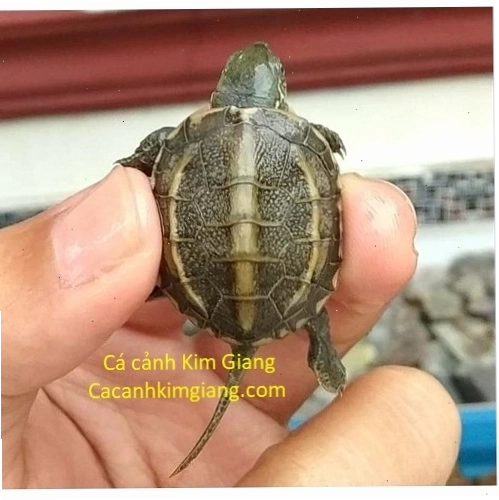 Rùa Tai Đỏ với vệt đỏ đặc trưng sau mắt