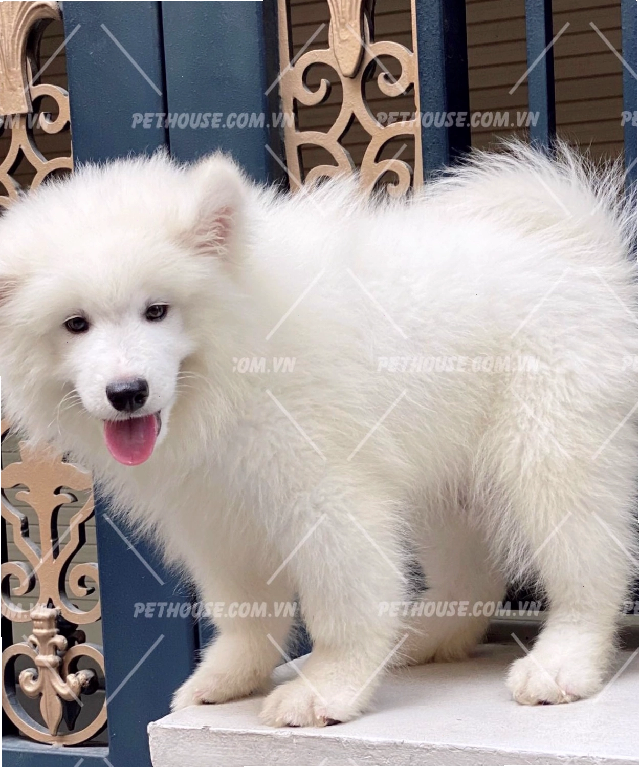 Samoyed đang vui đùa, thể hiện sự năng động
