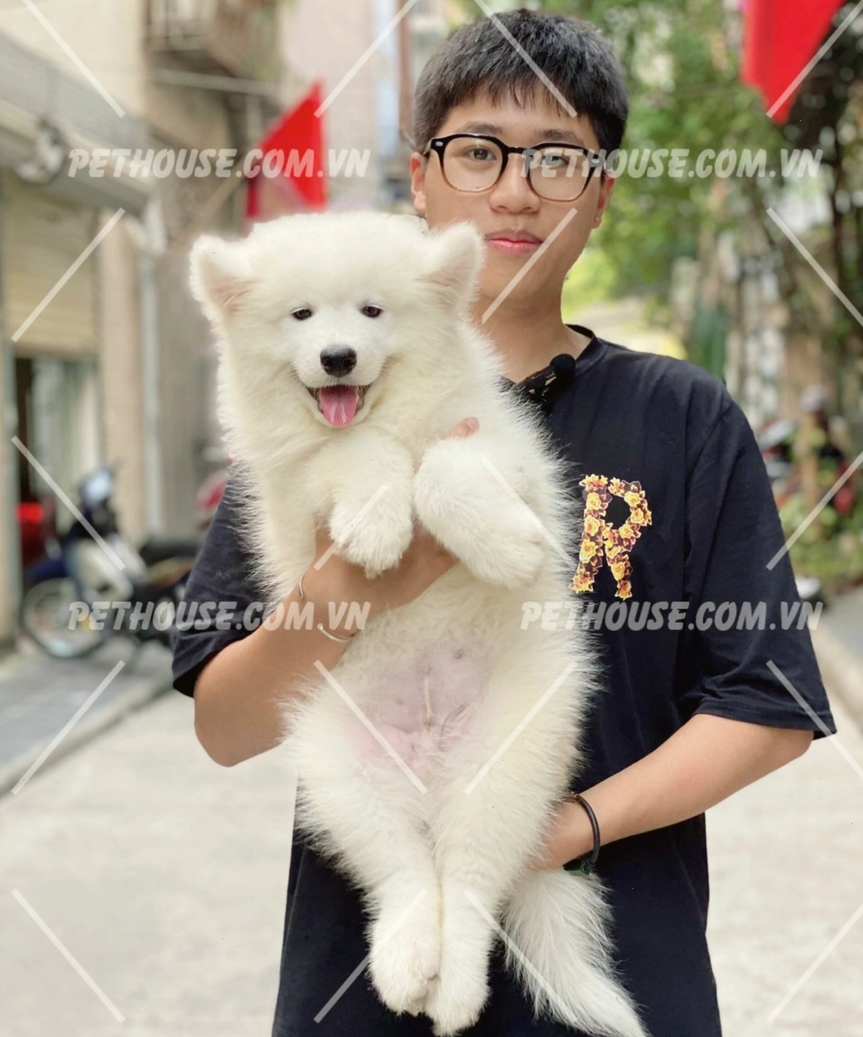 Samoyed dễ thương, thân thiện với con người